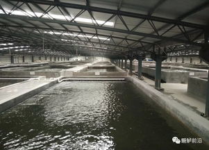 鱖魚工廠化飼料養(yǎng)殖要點(diǎn)、案例及效益分析