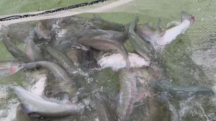 打“特色牌”，做“水文章” 魚(yú)蝦滿(mǎn)塘皆是景的水產(chǎn)養(yǎng)殖新圖景