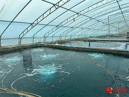 沙漠與鹽堿地崛起海鮮工廠，海水魚(yú)安家新大陸