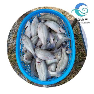 瀘州加洲鱸魚(yú)苗現(xiàn)苗供應(yīng)，專(zhuān)業(yè)配送助力水產(chǎn)養(yǎng)殖