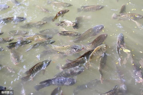 4種水產養殖保險類型,哪些災害能得到賠償 看完明明白白